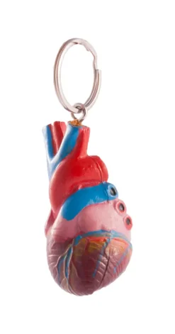 Sleutelhanger Menselijk Hart