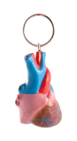 Sleutelhanger Menselijk Hart